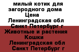 милый котик для загородного дома  › Цена ­ 1 - Ленинградская обл., Санкт-Петербург г. Животные и растения » Кошки   . Ленинградская обл.,Санкт-Петербург г.